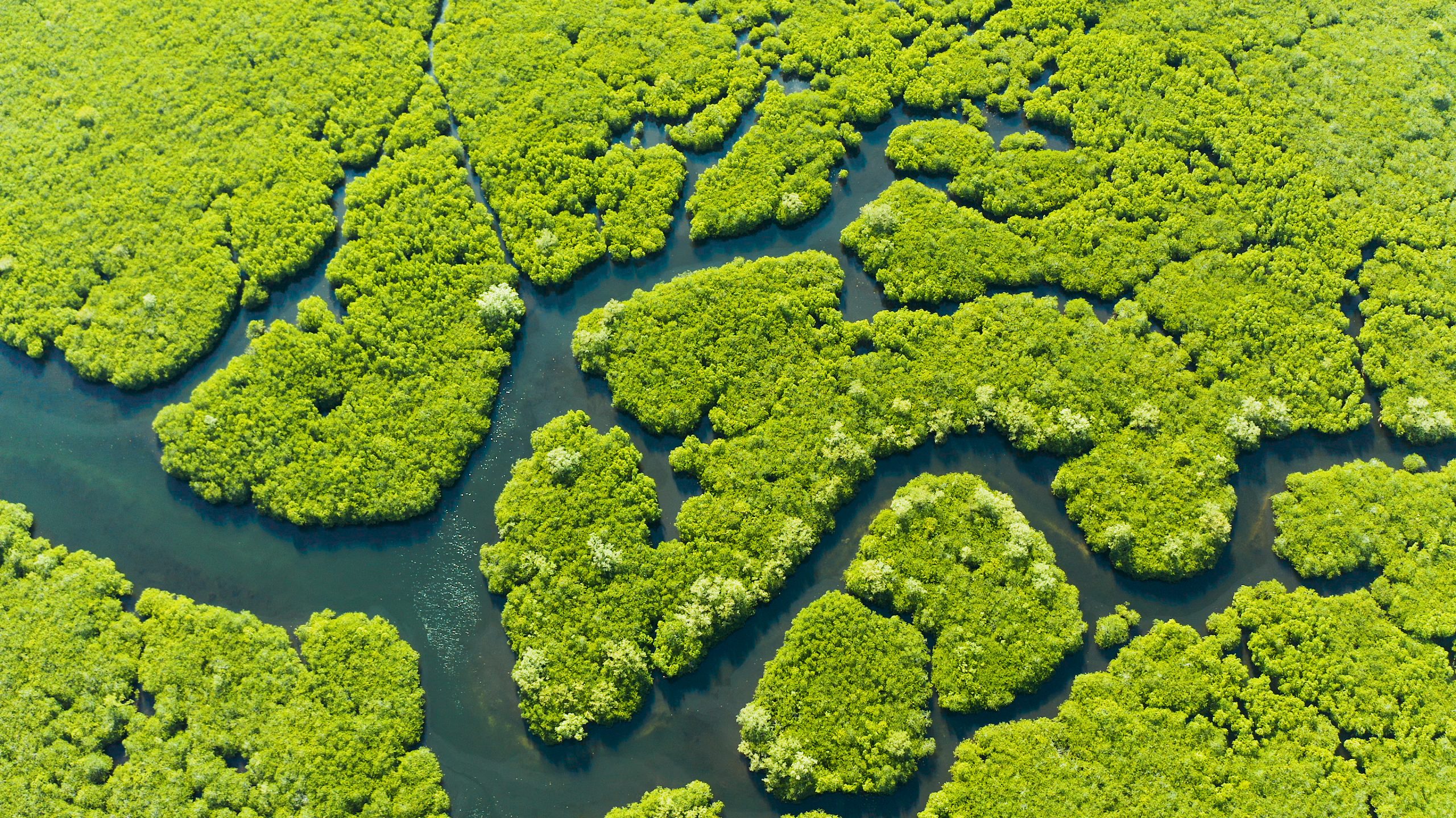 Mangrove trees in the water on a tropical island. An ecosystem in the Philippines, a mangrove forest.